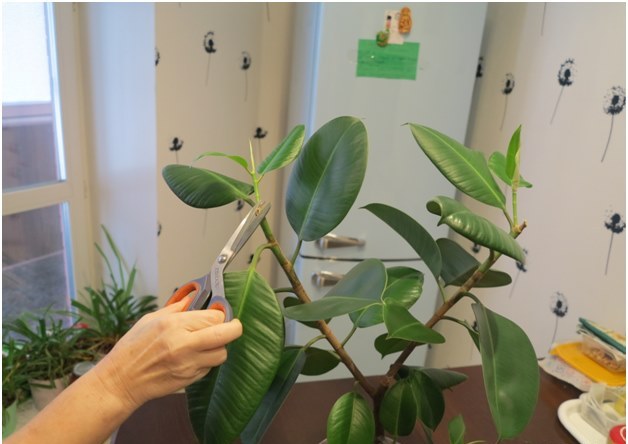 ficus rezanje