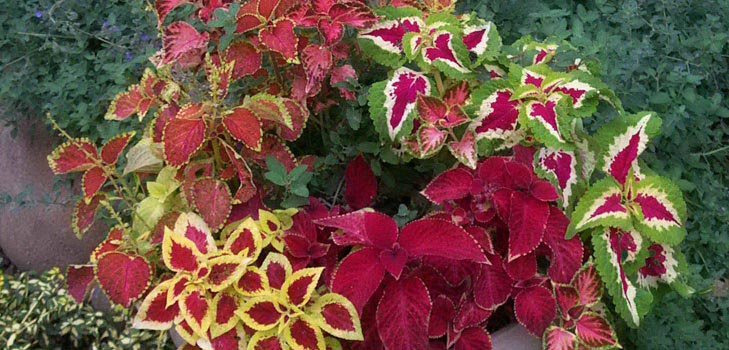 Fittonia: briga