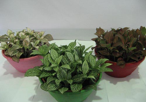 Fittonia: briga