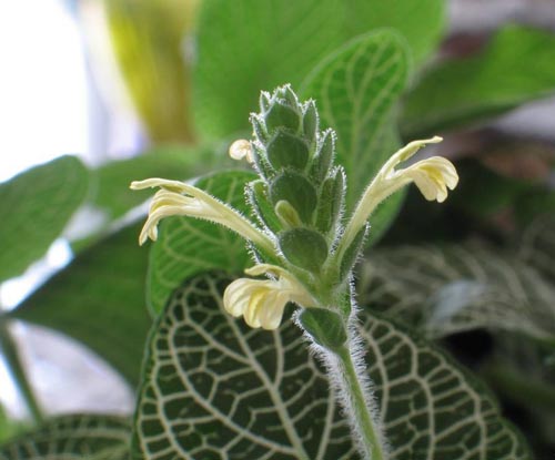 Fittonia: briga