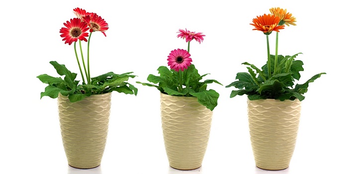 Gerbera u loncu Gerbera u loncu
