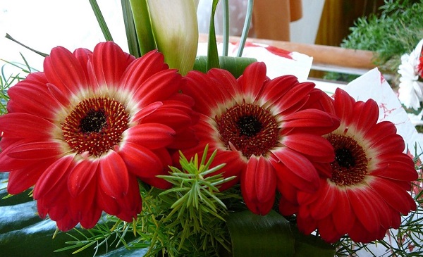 Gerbera u loncu