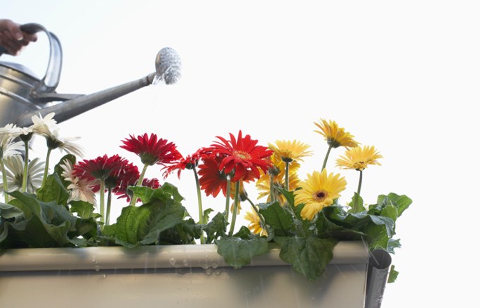 Gerbera u loncu Gerbera u loncu