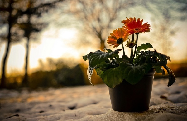 Gerbera u loncu Gerbera u loncu