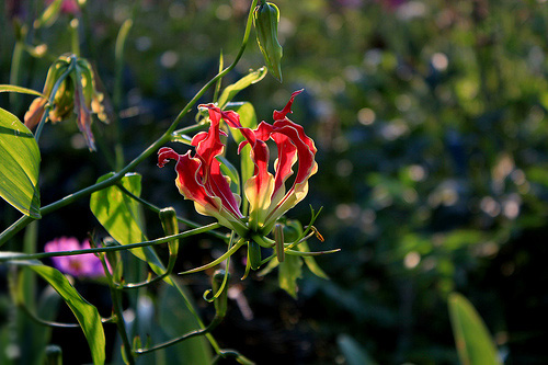 Gloriosa Rothschild