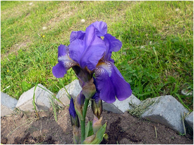 iris na cvjetnom krevetu
