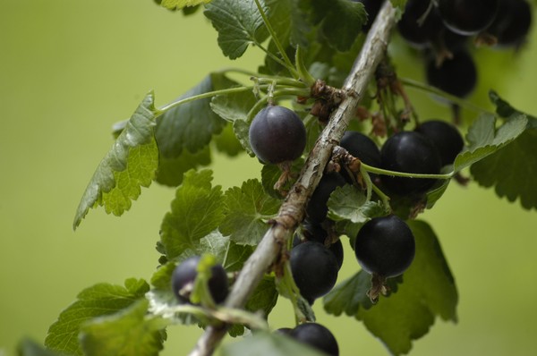 Joshta - neobična simbioza okusa i koristi