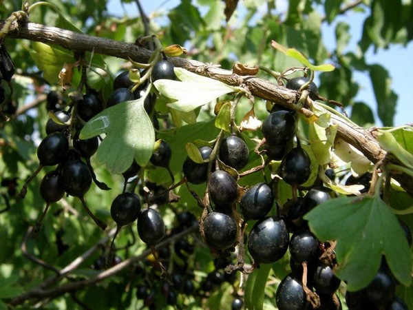Joshta - neobična simbioza okusa i koristi