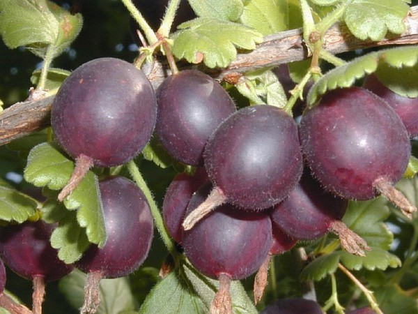 Joshta - neobična simbioza okusa i koristi