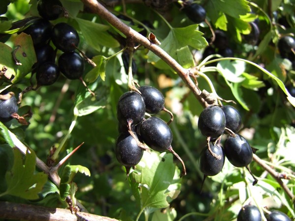 Joshta - neobična simbioza okusa i koristi