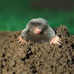 Kako se nositi s moles