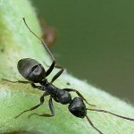 Kako se nositi s vrtnim mravima