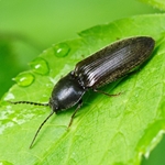 Kako da biste dobili osloboditi od žičane beetle