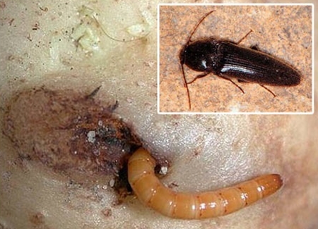 Kako da biste dobili osloboditi od žičane beetle