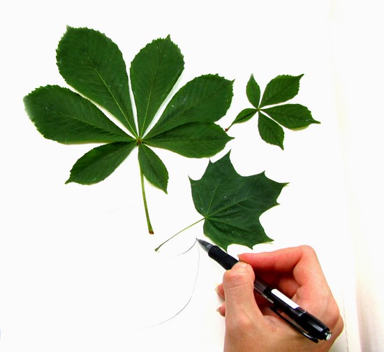 Učenje kako bi napravio herbarium i album za njega vlastitim rukama
