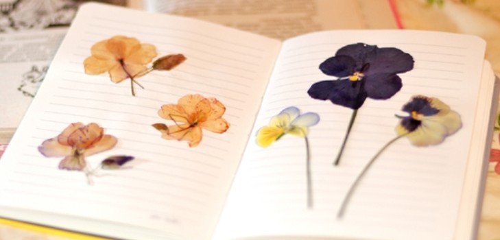 Učenje kako bi napravio herbarium i album za njega vlastitim rukama