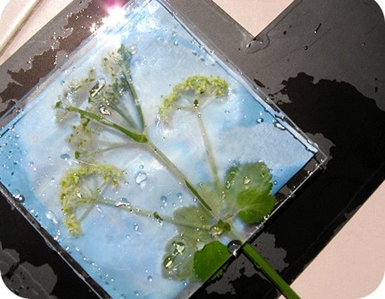 Učenje kako bi napravio herbarium i album za njega vlastitim rukama