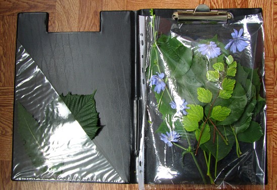 Učenje kako bi napravio herbarium i album za njega vlastitim rukama