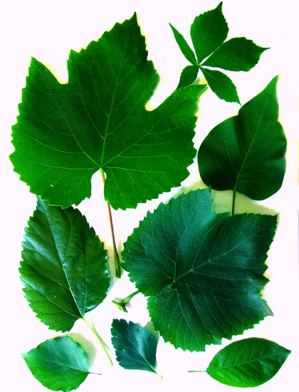 Učenje kako bi napravio herbarium i album za njega vlastitim rukama