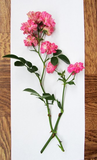 Učenje kako bi napravio herbarium i album za njega vlastitim rukama