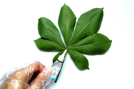Učenje kako bi napravio herbarium i album za njega vlastitim rukama