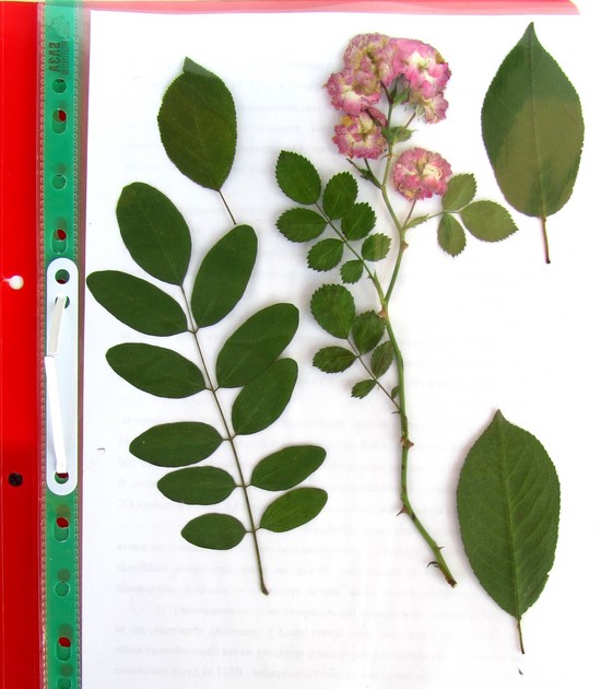 Učenje kako bi napravio herbarium i album za njega vlastitim rukama