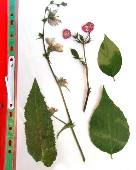 Učenje kako bi napravio herbarium i album za njega vlastitim rukama
