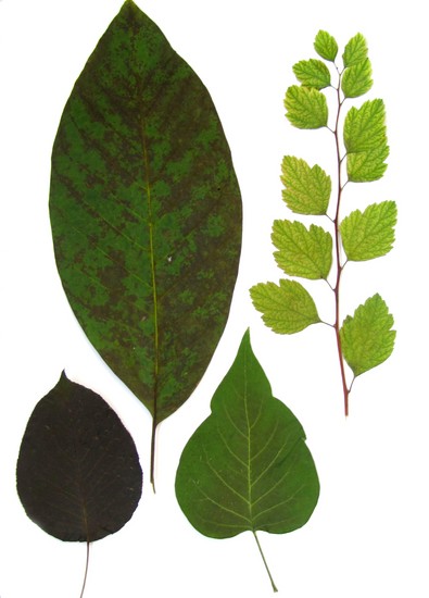 Učenje kako bi napravio herbarium i album za njega vlastitim rukama