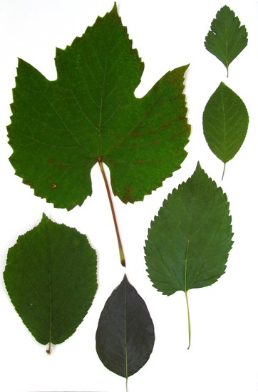 Učenje kako bi napravio herbarium i album za njega vlastitim rukama