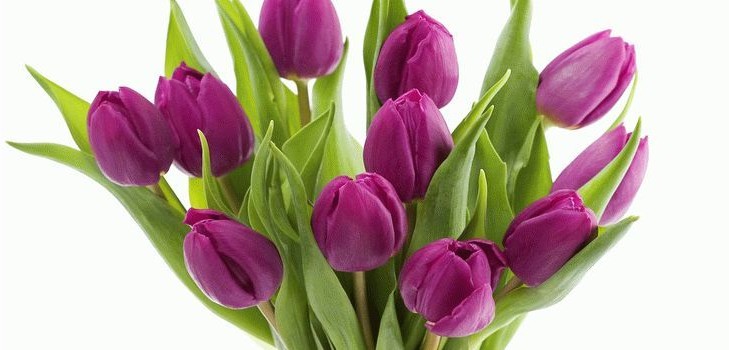 Tulipani u kući Tulipani u kući