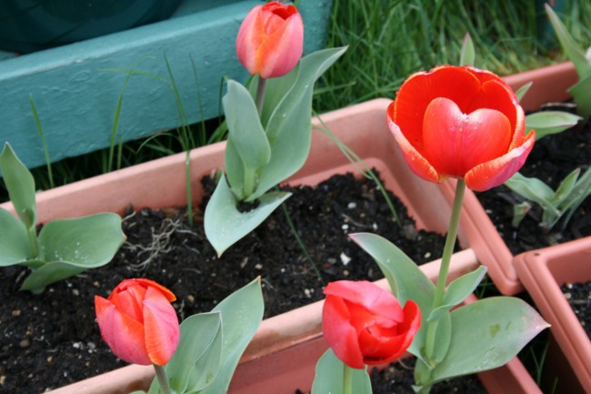 Tulipani u kući Tulipani u kući