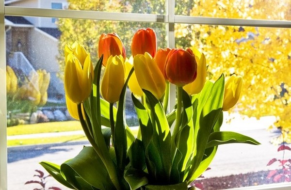 Tulipani u kući