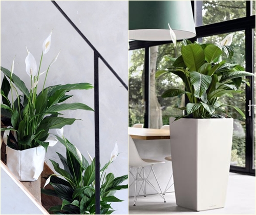Bolesti i liječenje spathiphyllum