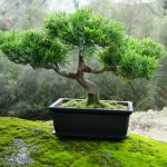 Kako rastu bonsai Kako rastu bonsai