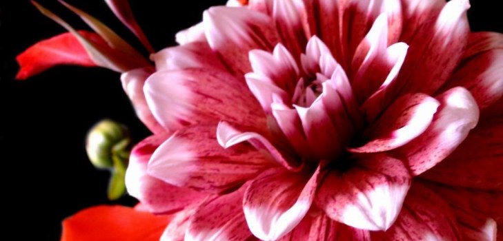 buda dahlias