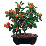 Kako raste mandarin iz kosti Kako raste mandarin iz kosti
