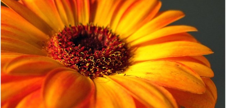 lijepa gerbera