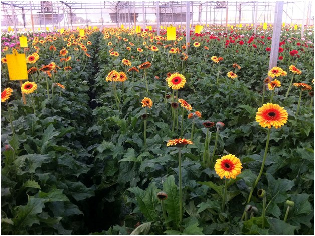 plantaža gerbera
