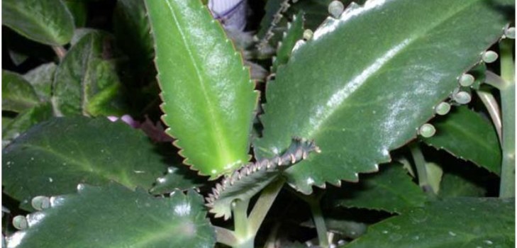 Kalanchoe biljka