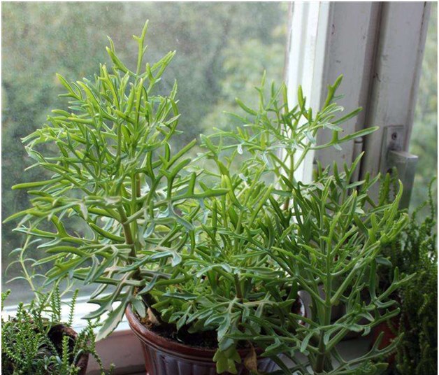 Kalanchoe - liječnik na prozoru
