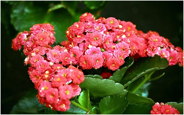 Kalanchoe cvijet