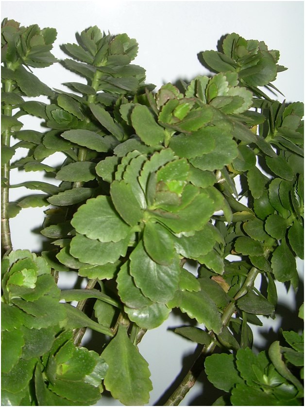 reznicama Kalanchoe