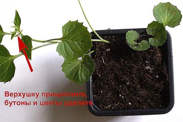 Briga za Campanulu
