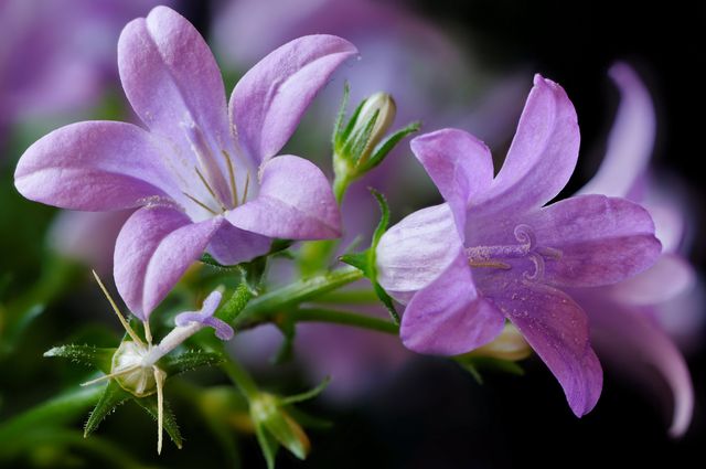 Campanula kod kuće - sadnja i njegu (video, fotografija): savjeti za početnike cvjećara