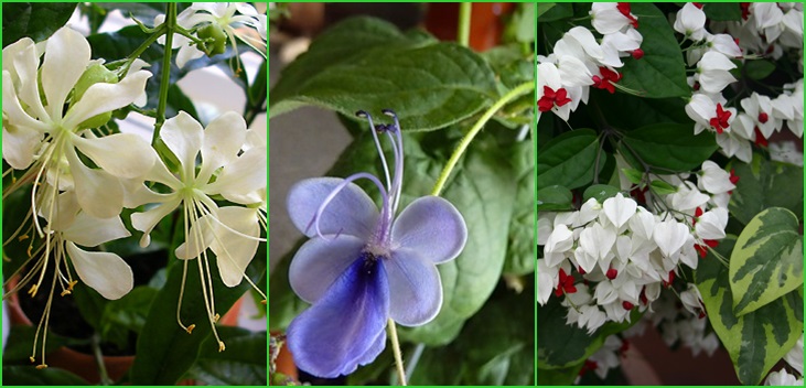 Clerodendrum - skrb