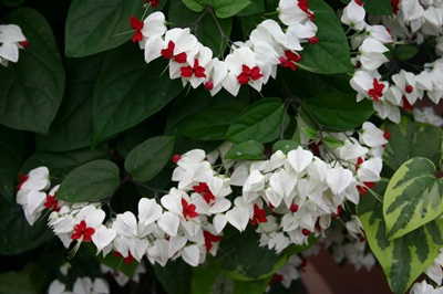 Clerodendrum - skrb