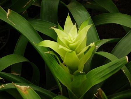 Guzmania: kako se brinuti za sezonu uzgoja Guzmania: kako se brinuti za sezonu uzgoja