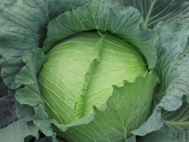 Cruciferae buha: metode borbe Cruciferae buha: metode borbe