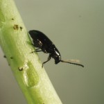 Cruciferae buha: metode borbe