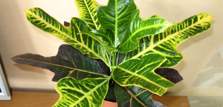 Croton: Kućna njega